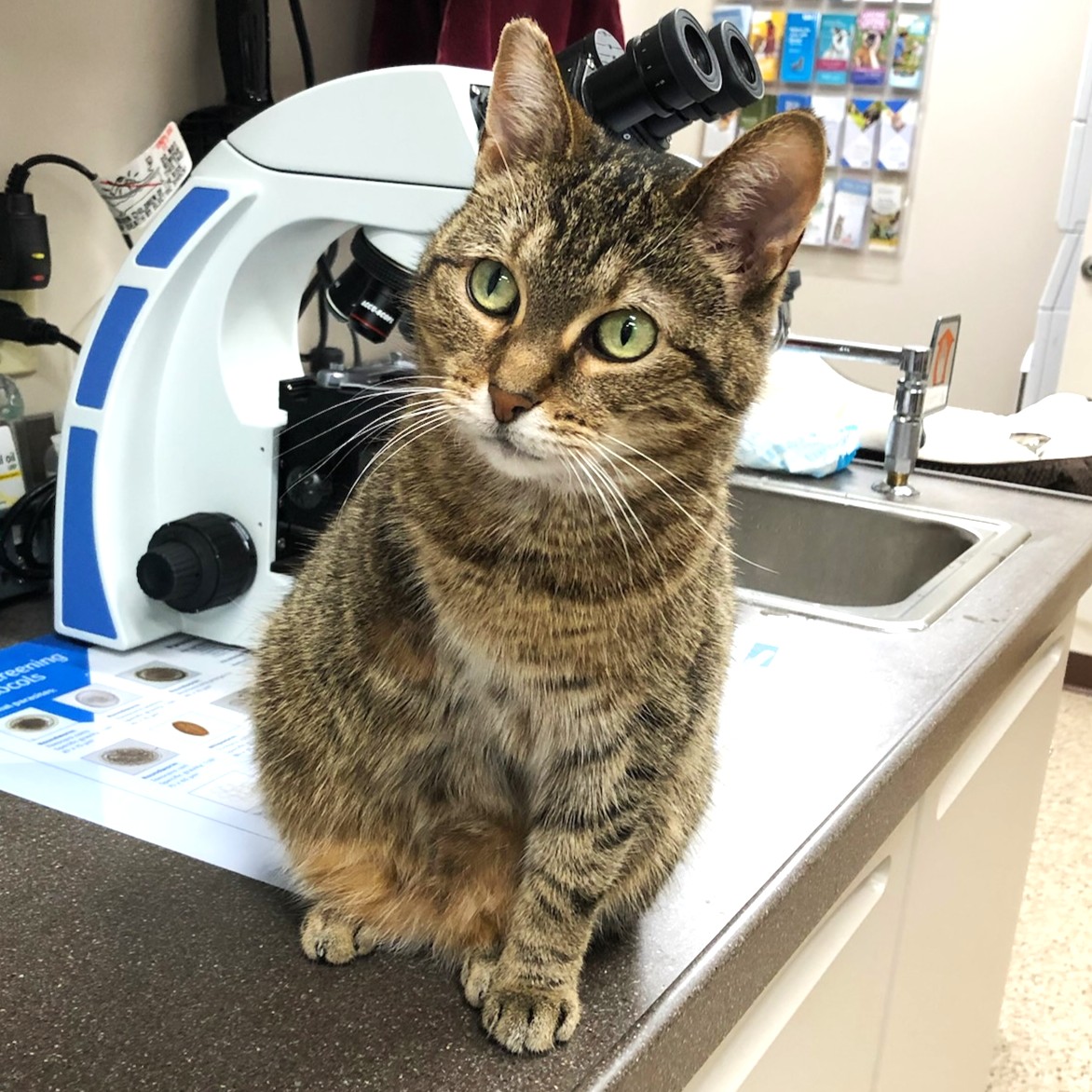 Marge the Manager Cat of Community Vet